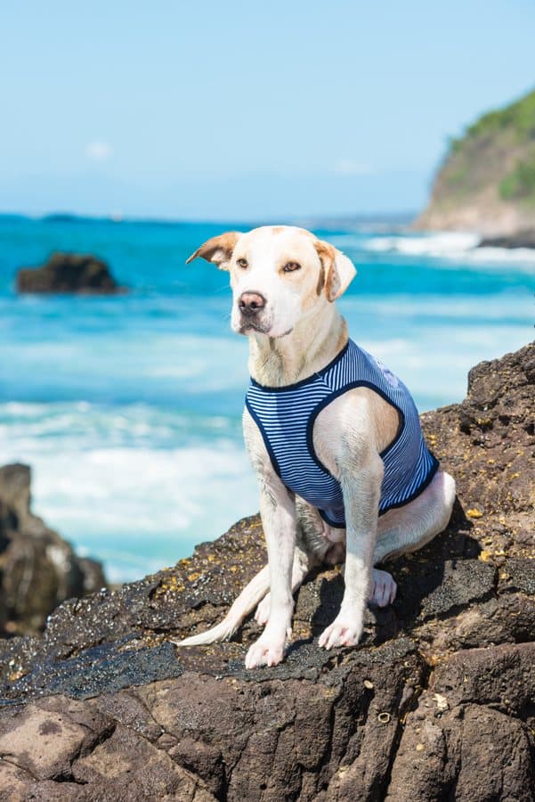 Perro con chaleco de la marca Fiby Dog
